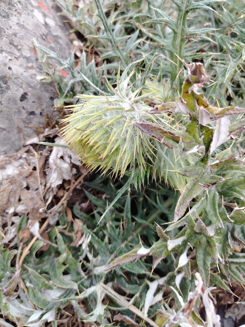 Cirsium zamoranense photo 2