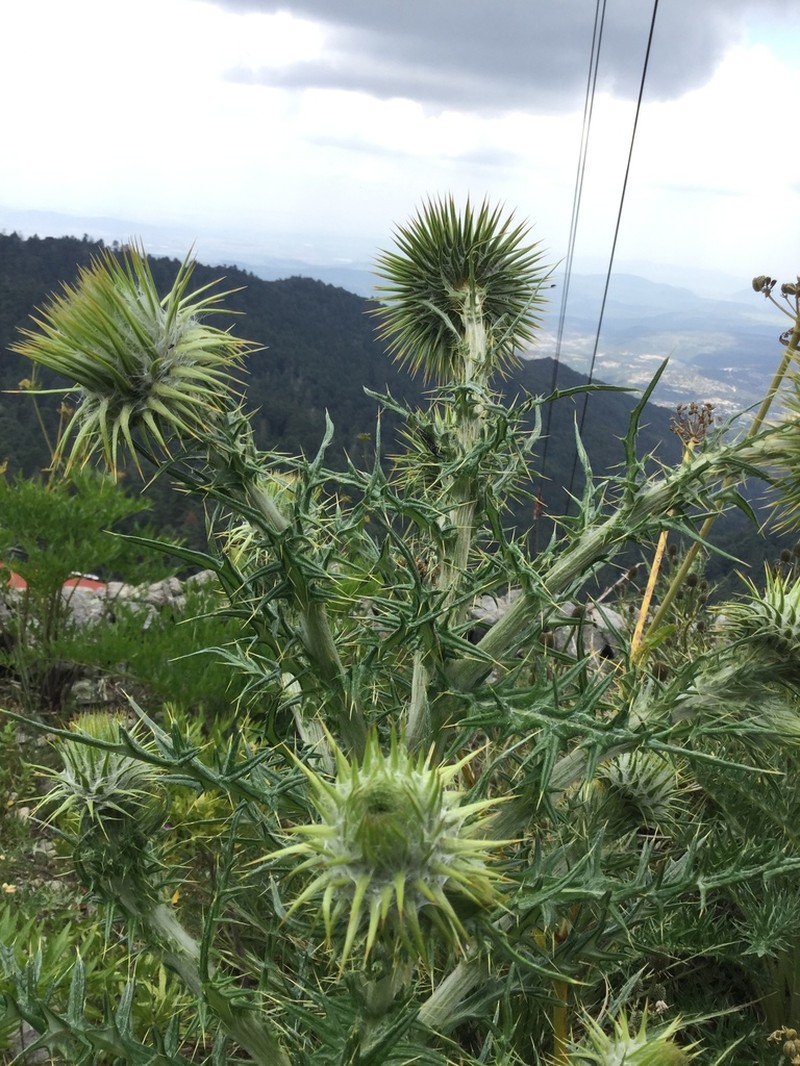 Cirsium zamoranense photo 3