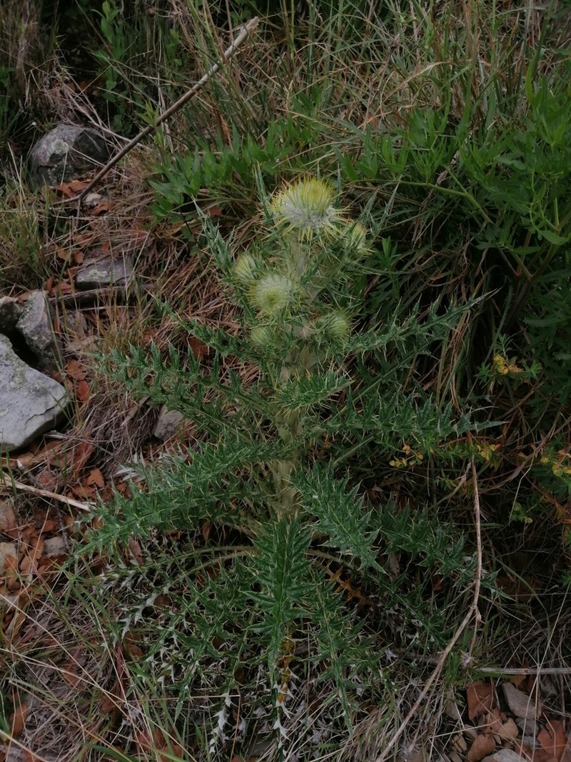 Cirsium zamoranense photo 4