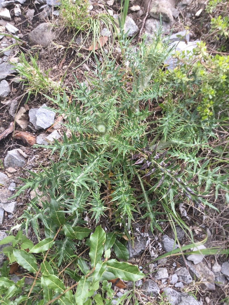 Cirsium zamoranense photo 5