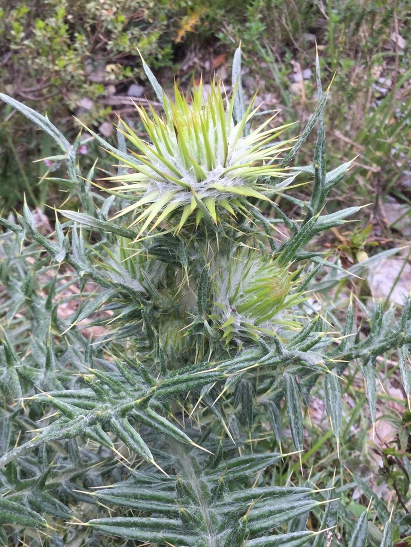 Cirsium zamoranense photo 6