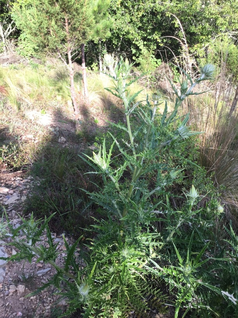 Cirsium zamoranense photo 7