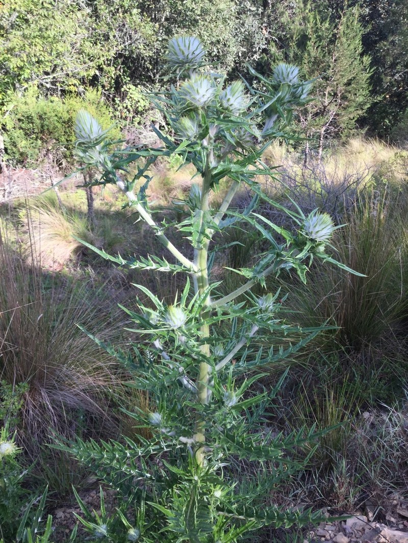 Cirsium zamoranense photo 8