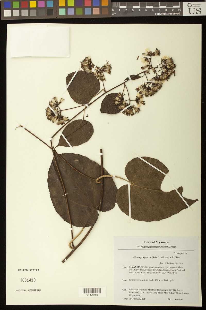 Cissampelopsis quinquesquamata