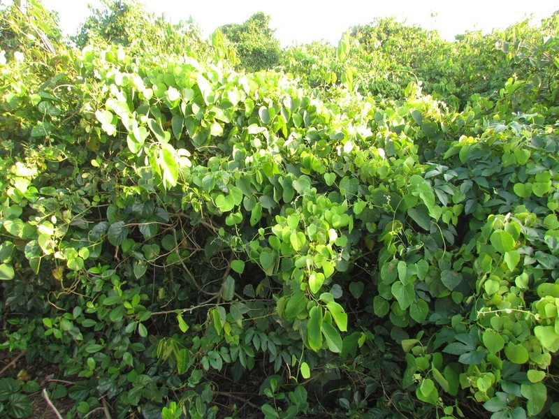 Velvetleaf