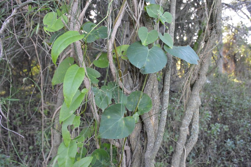 Velvetleaf photo 2