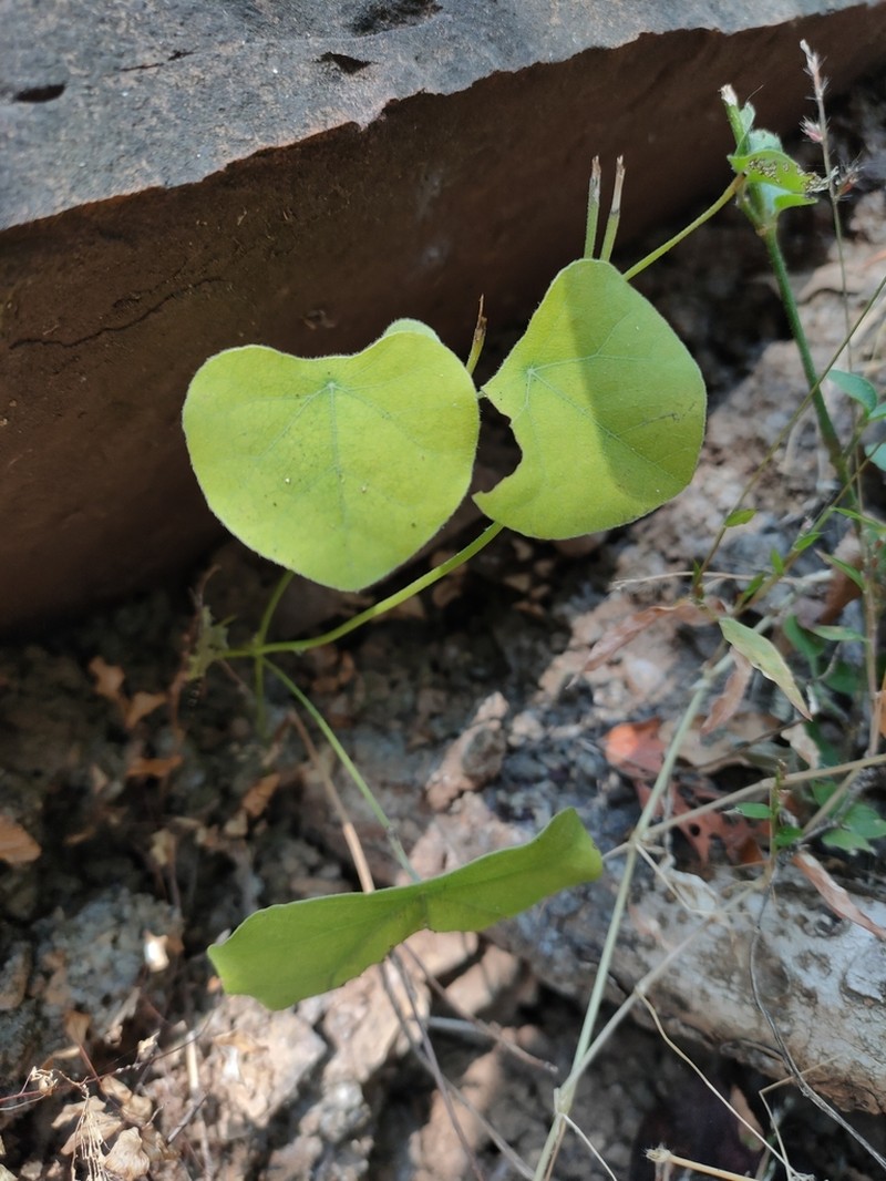 Velvetleaf photo 3