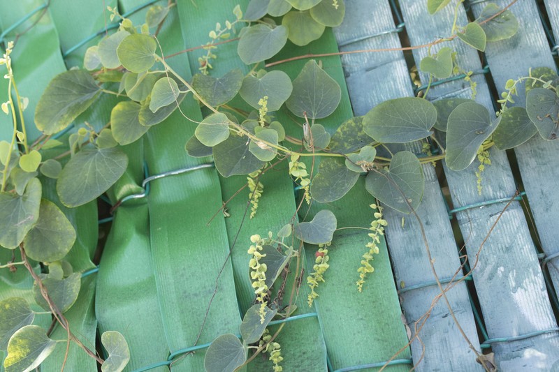 Velvetleaf photo 4