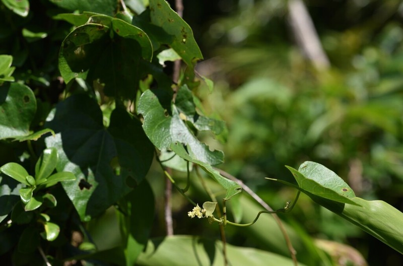 Velvetleaf photo 5