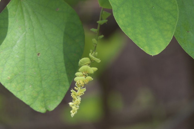 Velvetleaf photo 6
