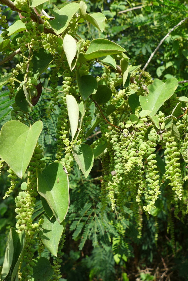 Velvetleaf photo 7