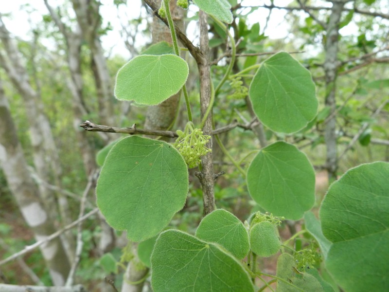 Velvetleaf photo 8