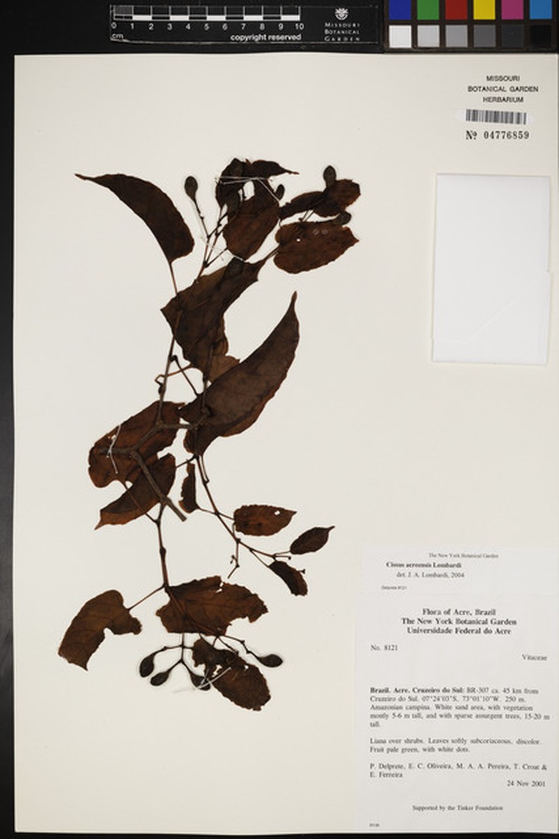 Cissus acreensis