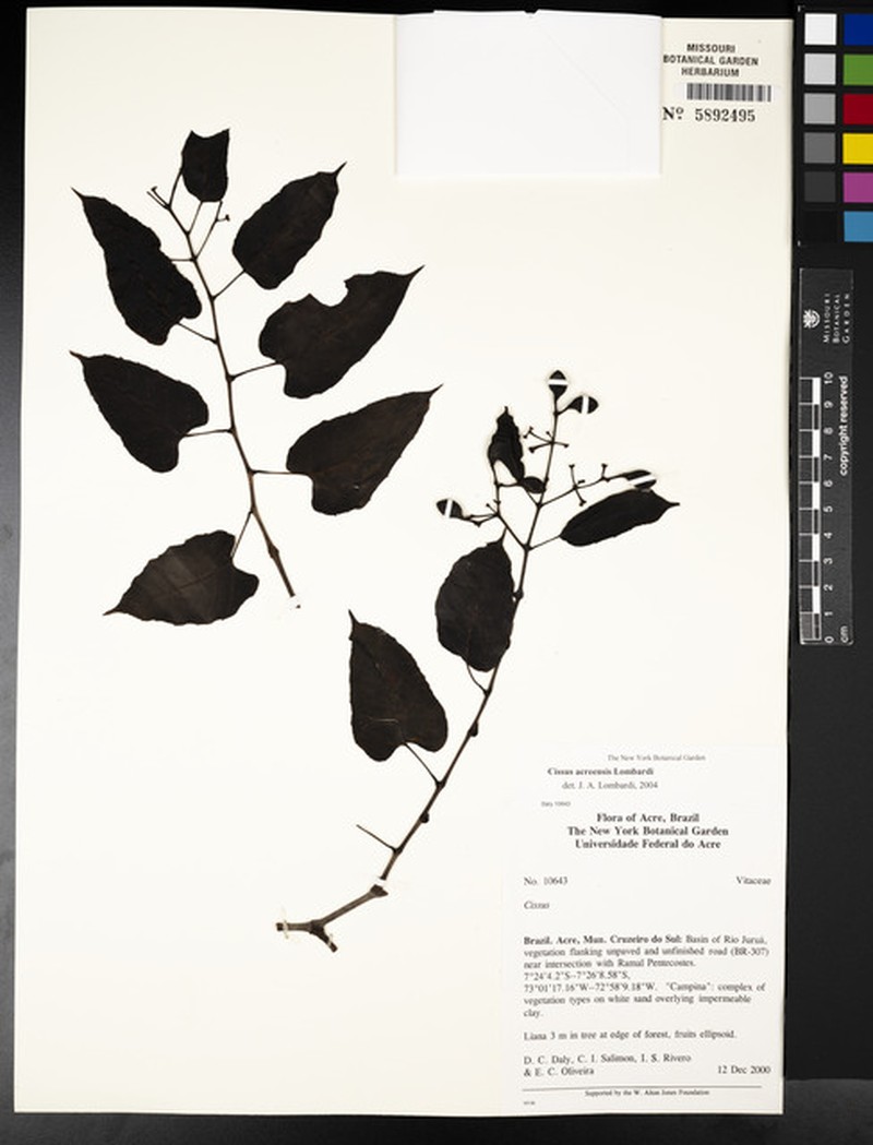 Cissus acreensis photo 2