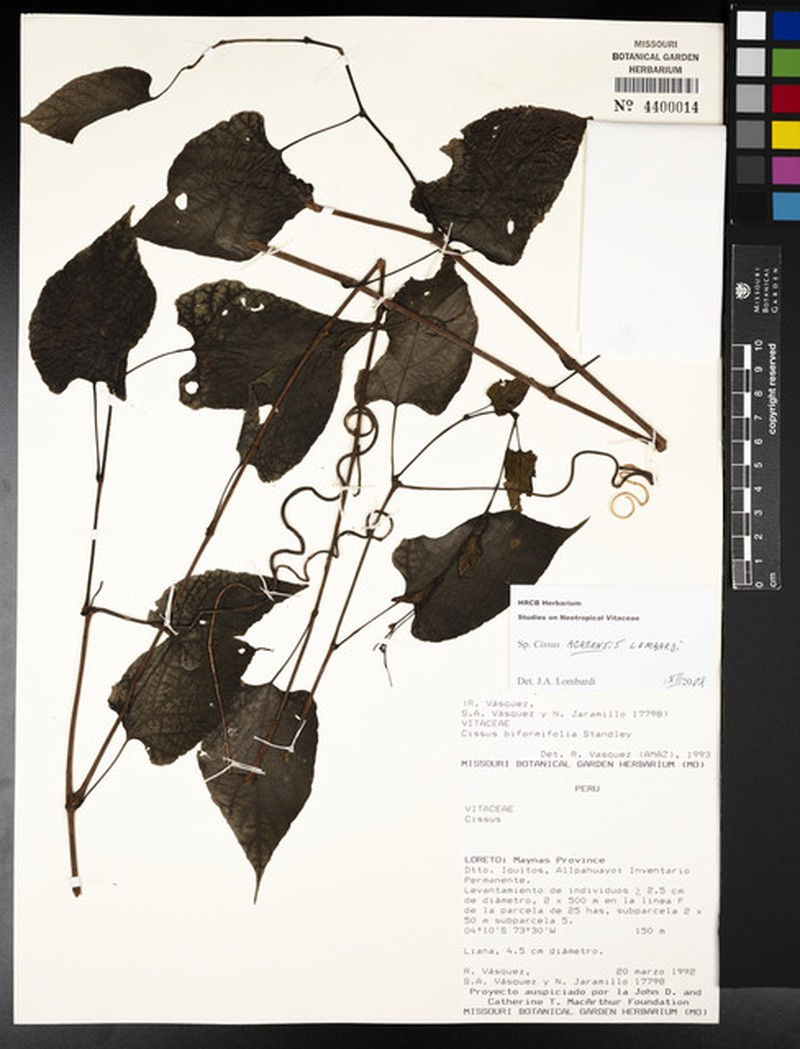 Cissus acreensis photo 3