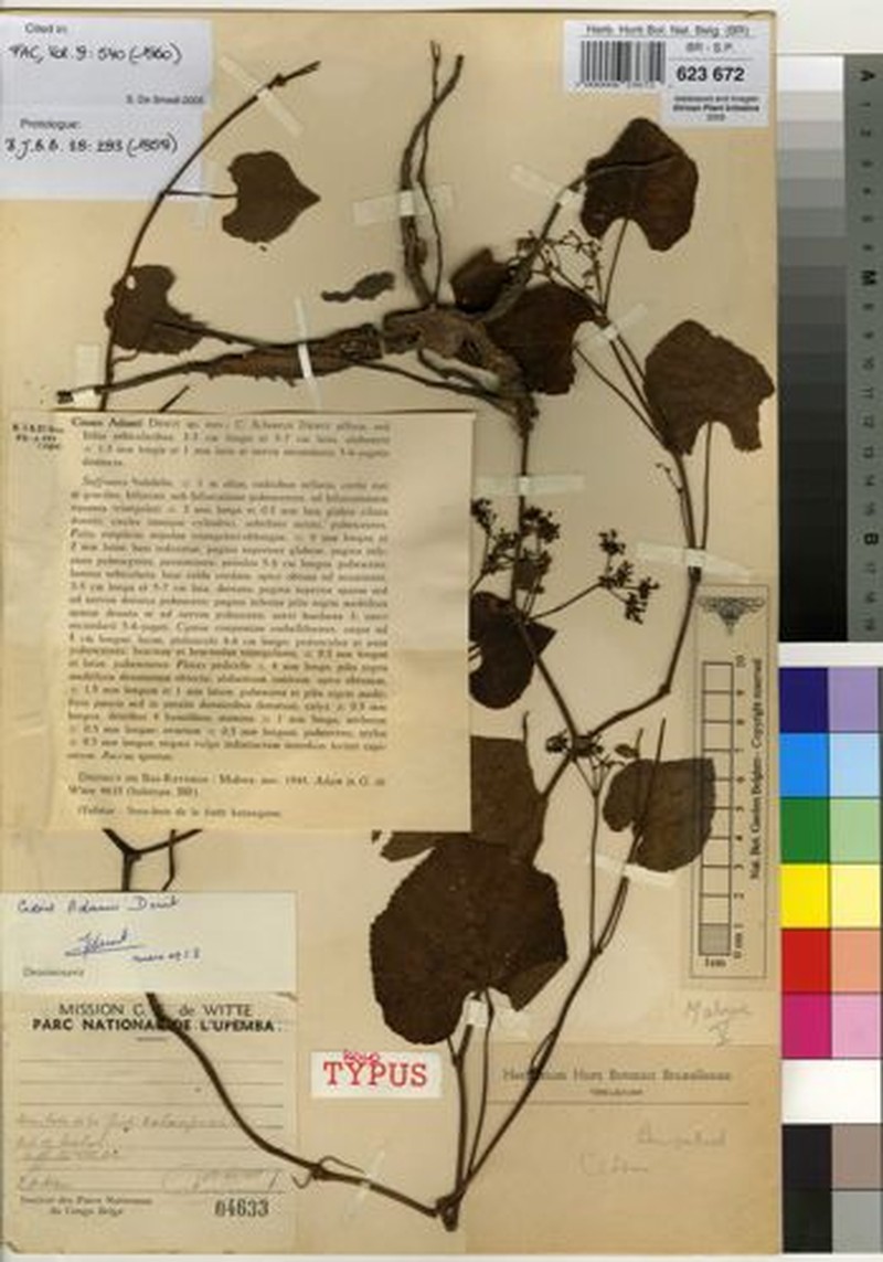 Cissus adamii