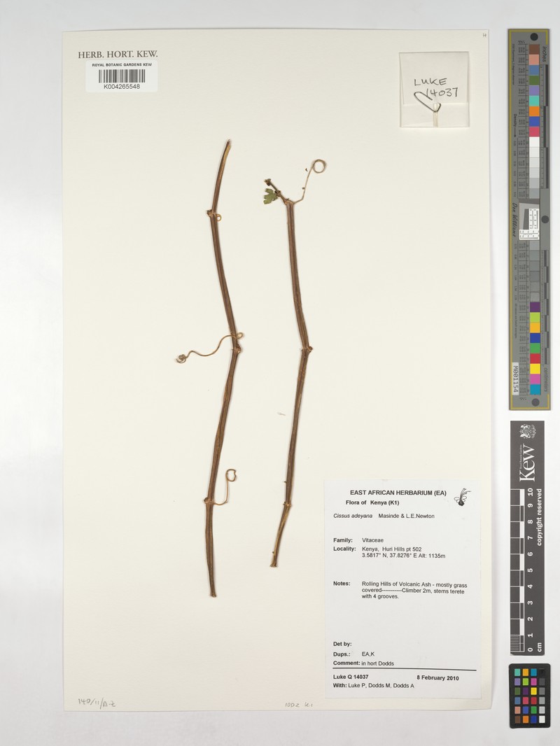 Cissus adeyana