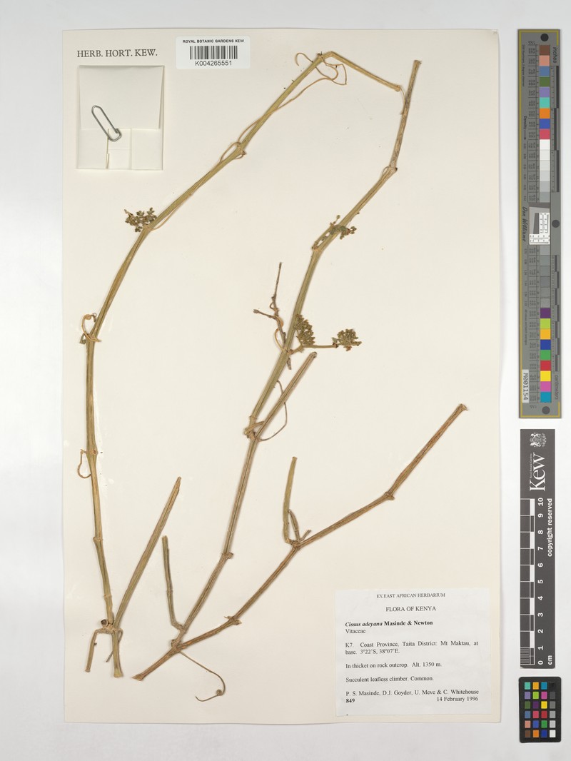Cissus adeyana photo 2