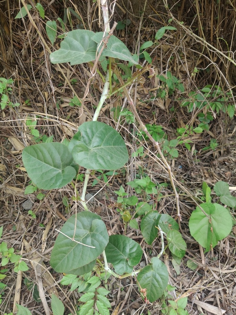 Cissus adnata photo 2