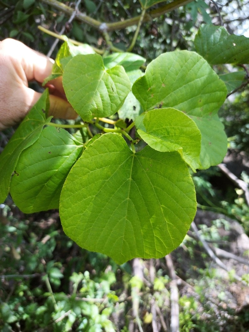 Cissus adnata photo 3