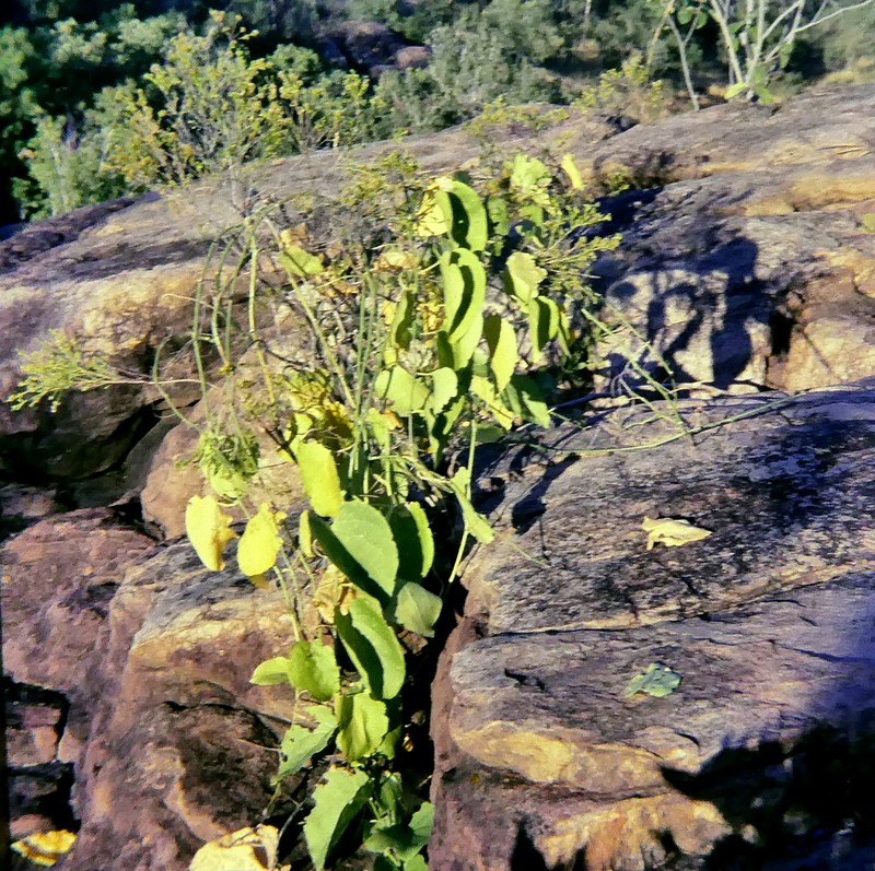 Cissus adnata photo 4