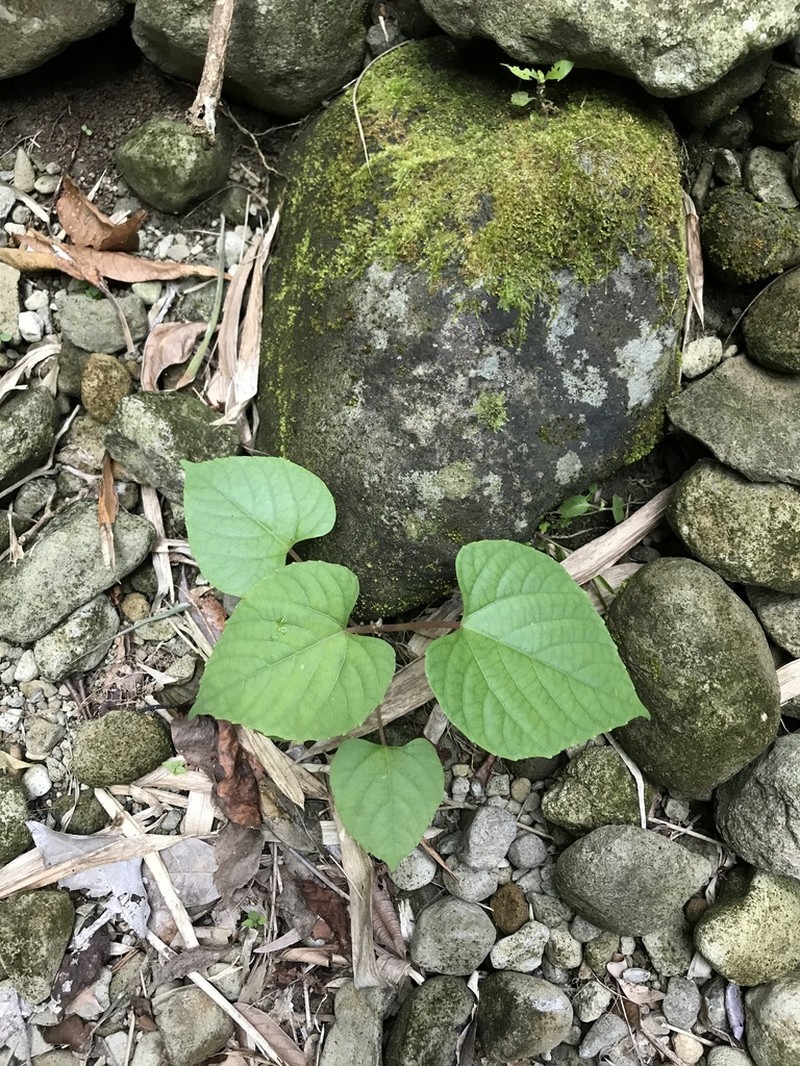 Cissus adnata photo 5