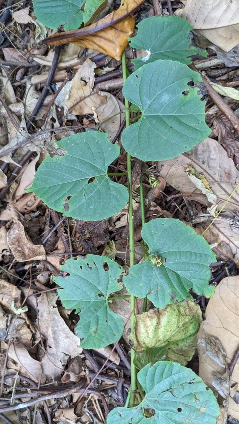 Cissus adnata photo 6