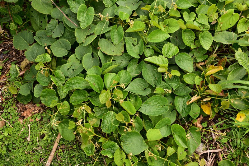 Cissus adnata photo 7