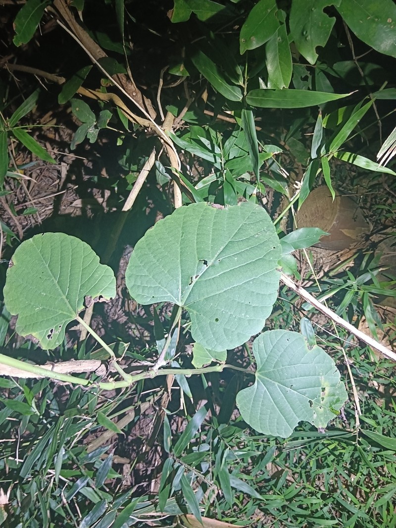 Cissus adnata photo 8