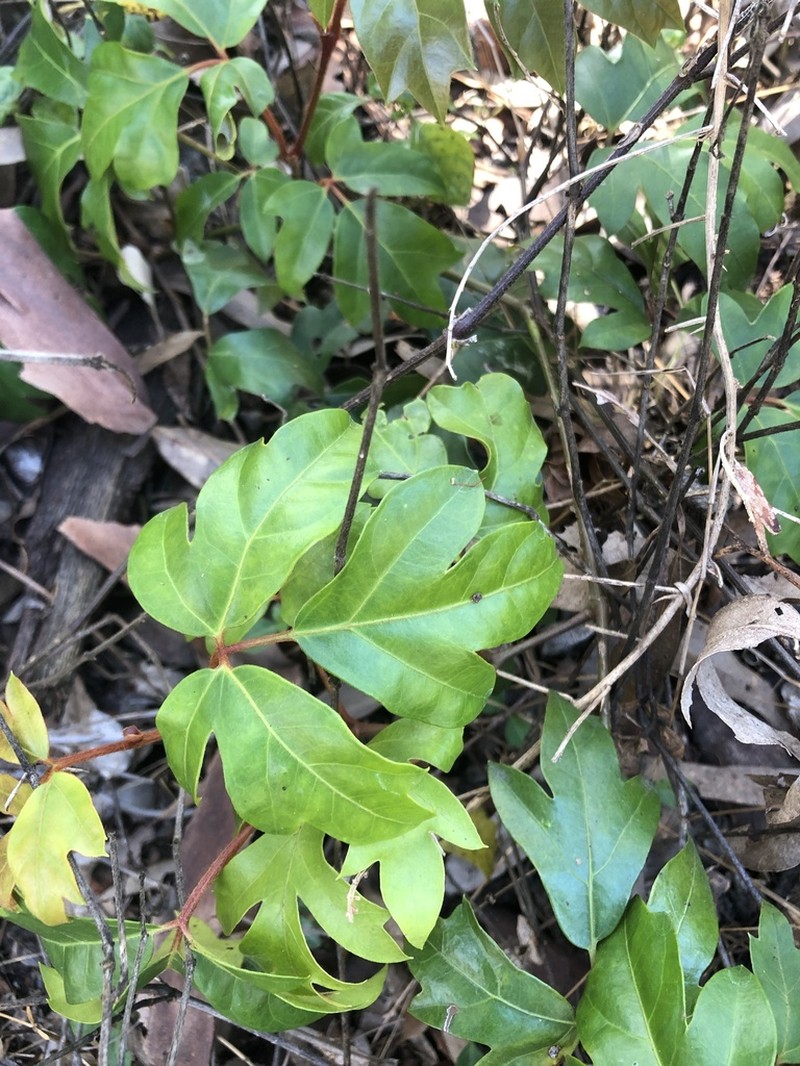 Grape Ivy photo 4