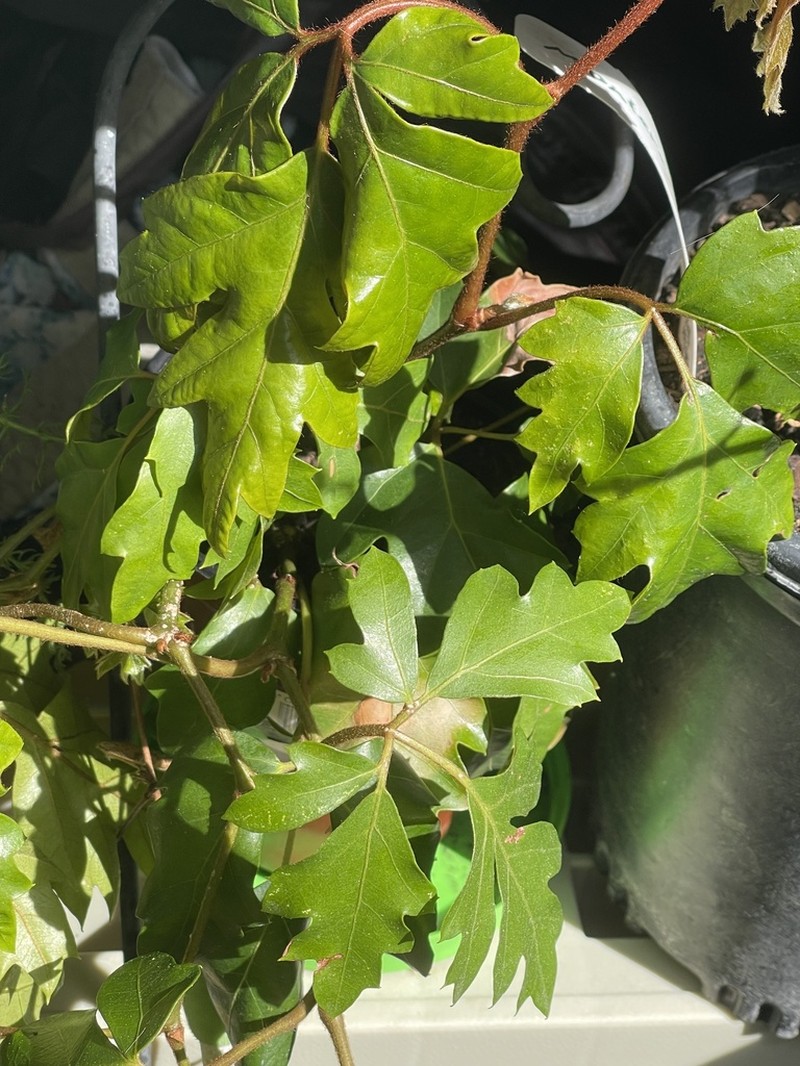 Grape Ivy photo 6