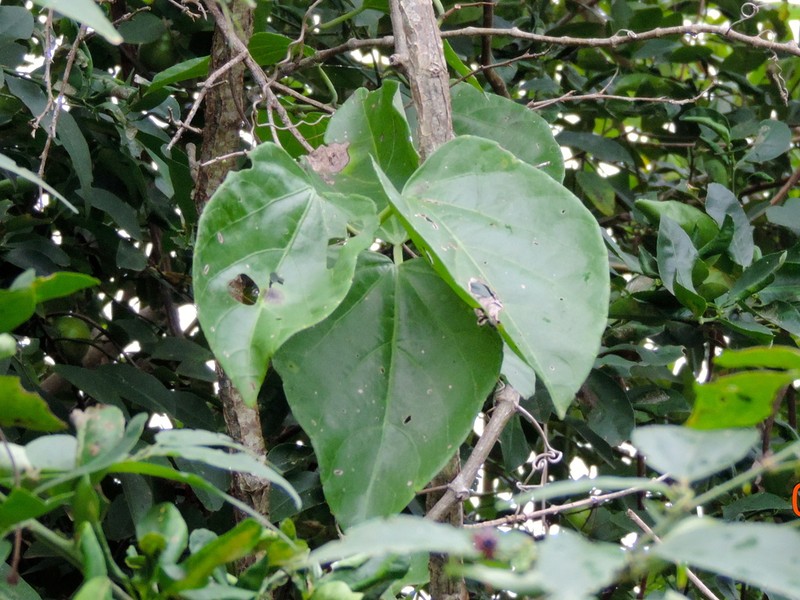 Grape Ivy photo 7