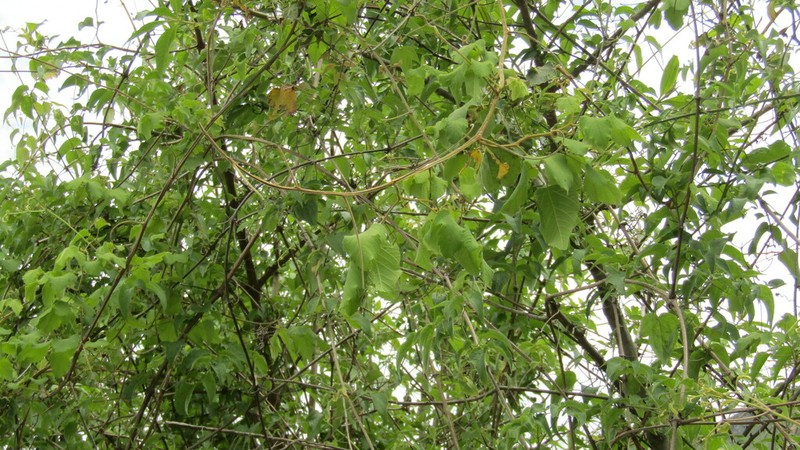 Grape Ivy photo 8