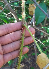 Cissus albida