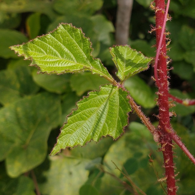 Cissus albida photo 2
