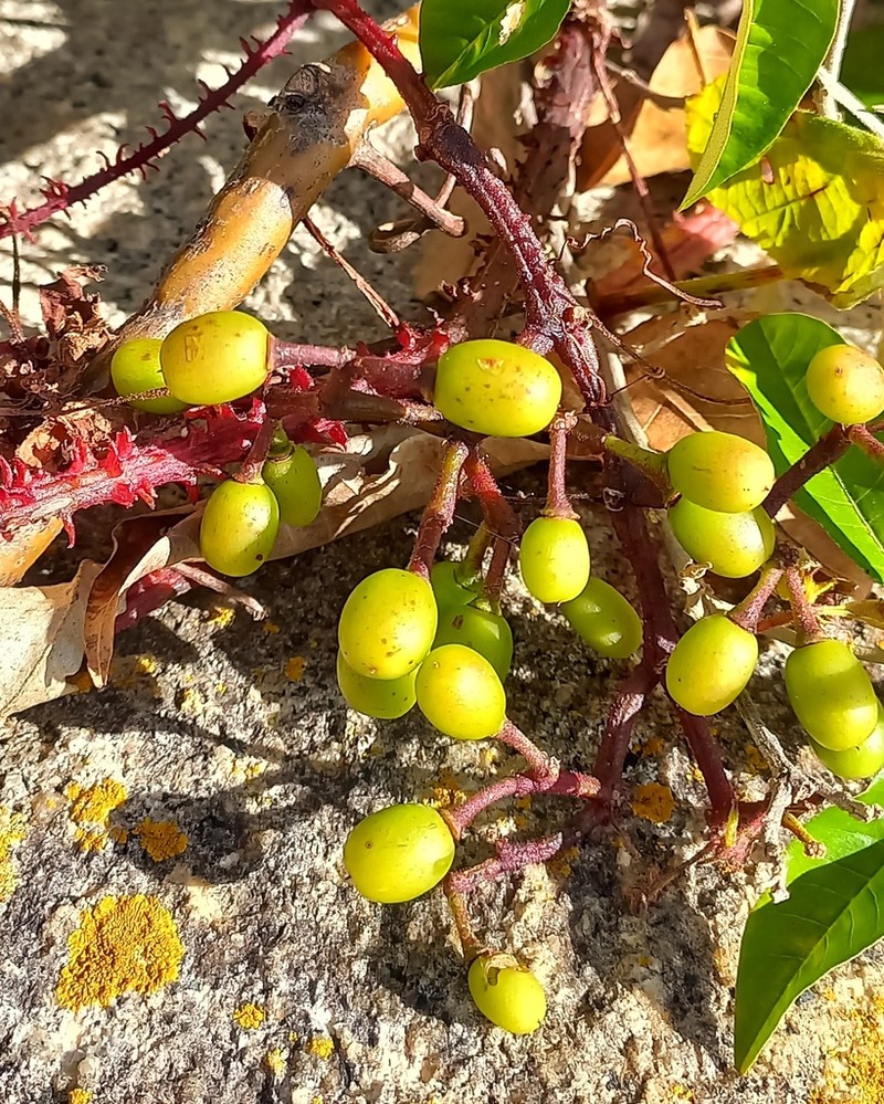 Cissus albida photo 3