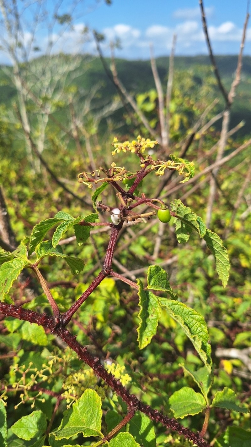Cissus albida photo 5