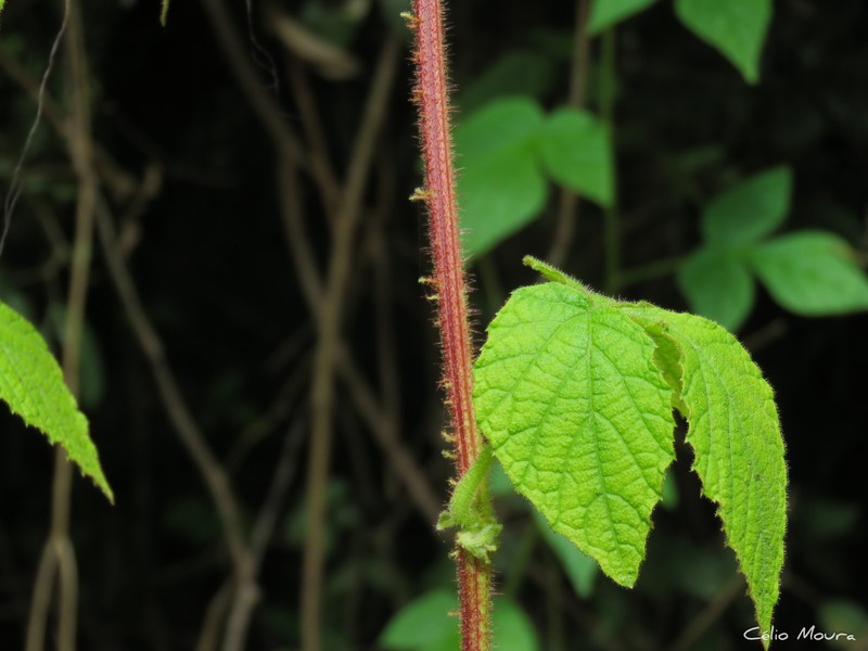 Cissus albida photo 8