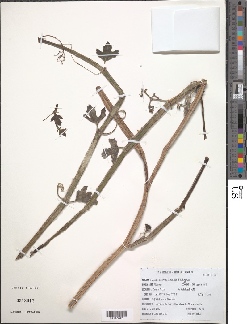 Cissus albiporcata