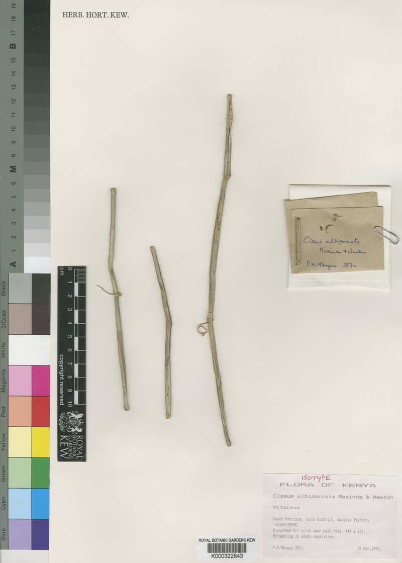 Cissus albiporcata photo 2