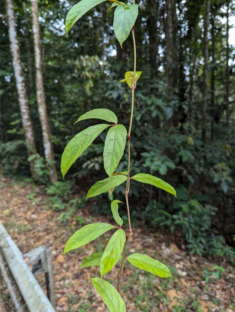 Cissus amapaensis