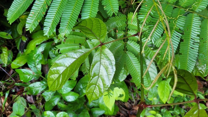 Cissus amapaensis photo 3