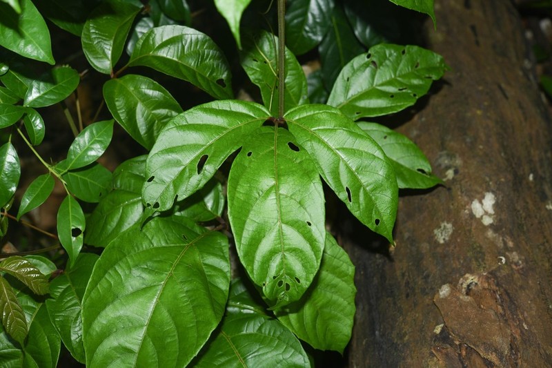 Cissus amapaensis photo 4