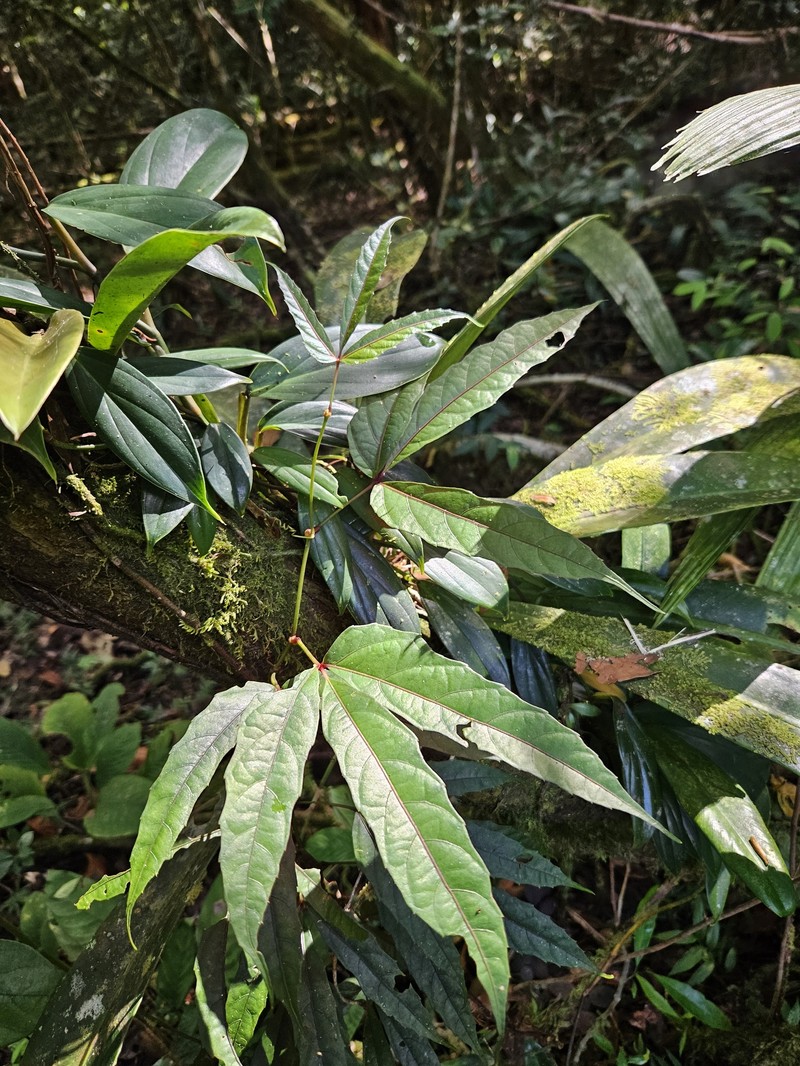 Cissus amapaensis photo 5