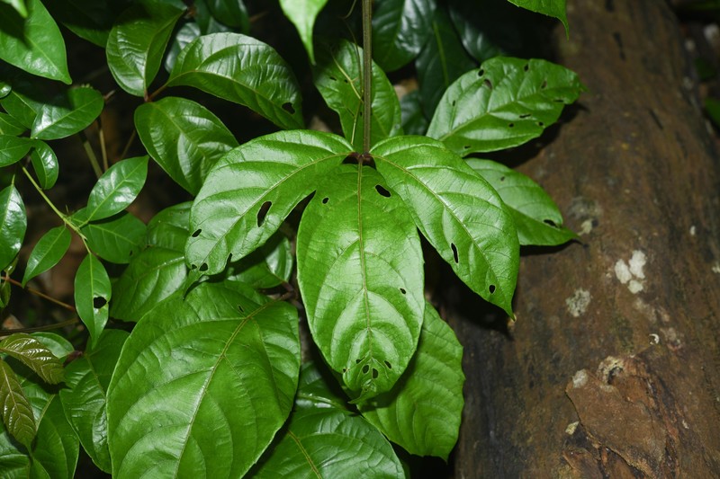 Cissus amapaensis photo 6