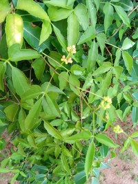 Cissus ambongensis