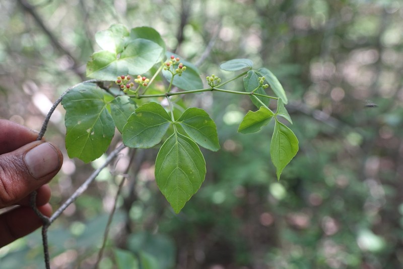 Cissus ambongensis photo 2