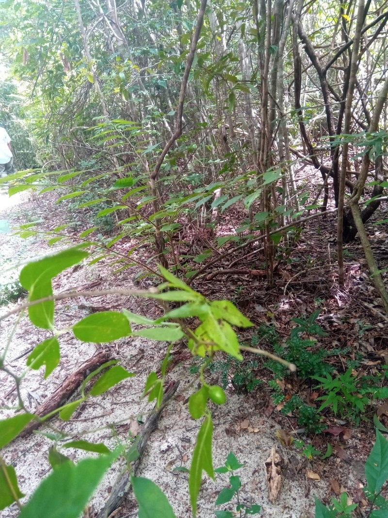 Cissus ambongensis photo 3