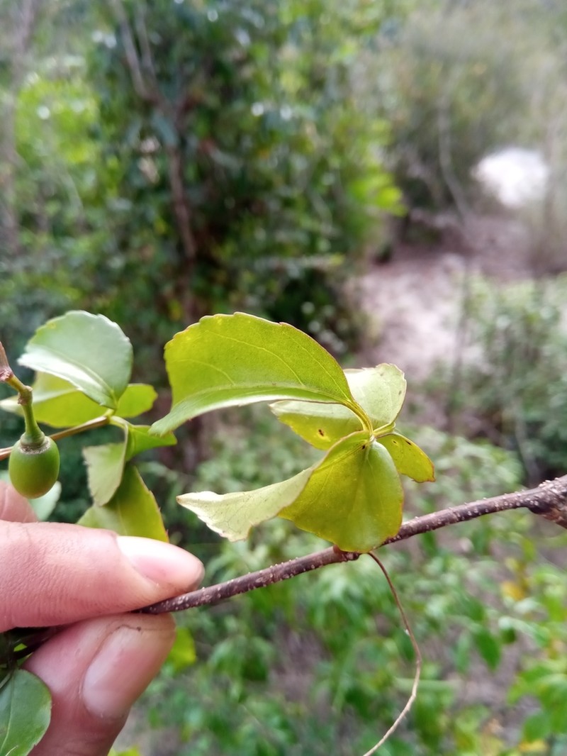 Cissus ambongensis photo 4