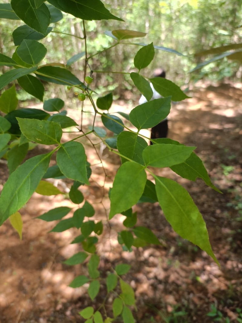 Cissus ambongensis photo 5